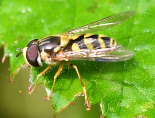 Dasysyrphus albostriatus